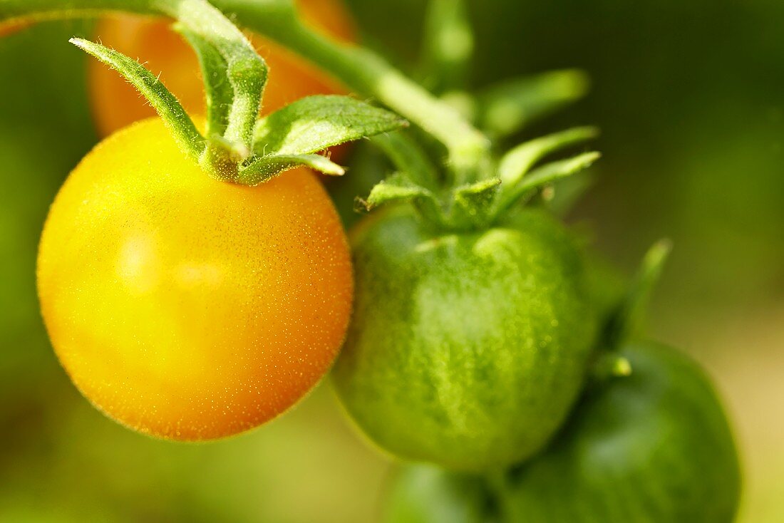 Bio-Tomaten der Sorte 'Schönhagener Frühe'