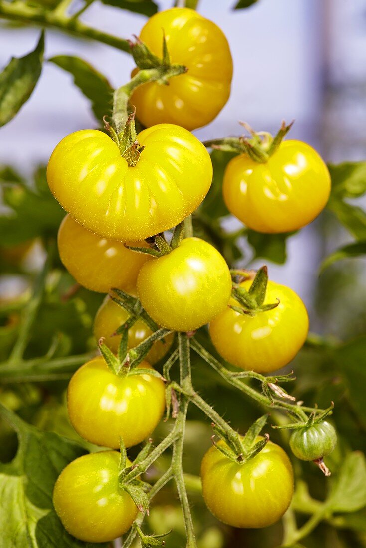 Bio-Tomaten der Sorte 'Zitronentraube'