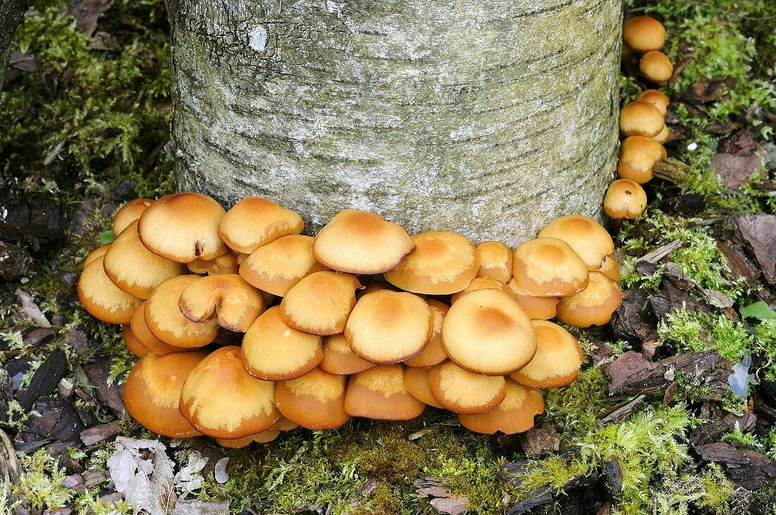 Sheathed woodtuft mushrooms growing around a tree trunk