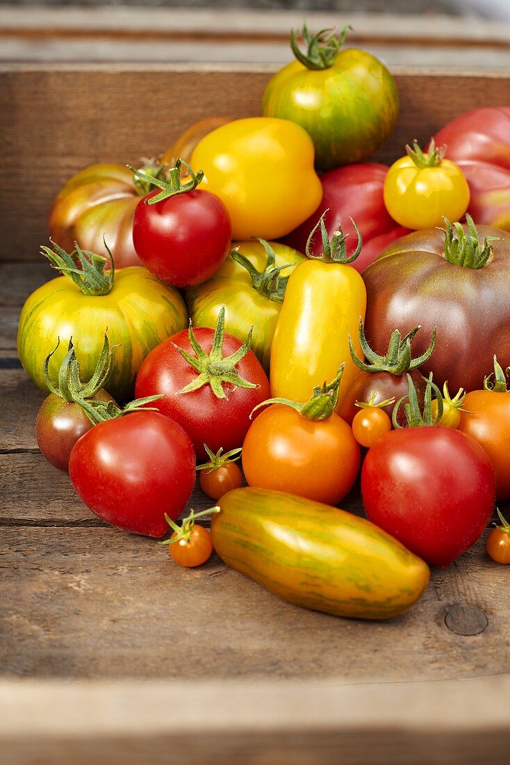 Stillleben aus verschiedenen Tomatensorten