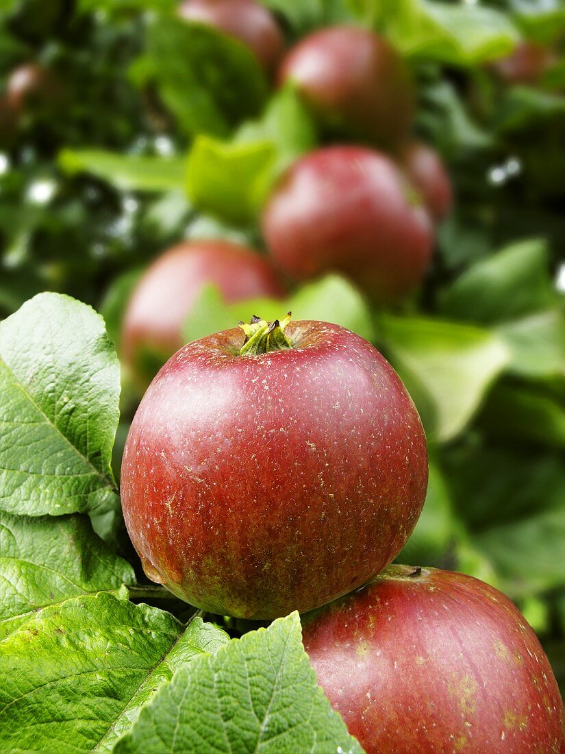 Rote Äpfel am Baum (Nahaufnahme)