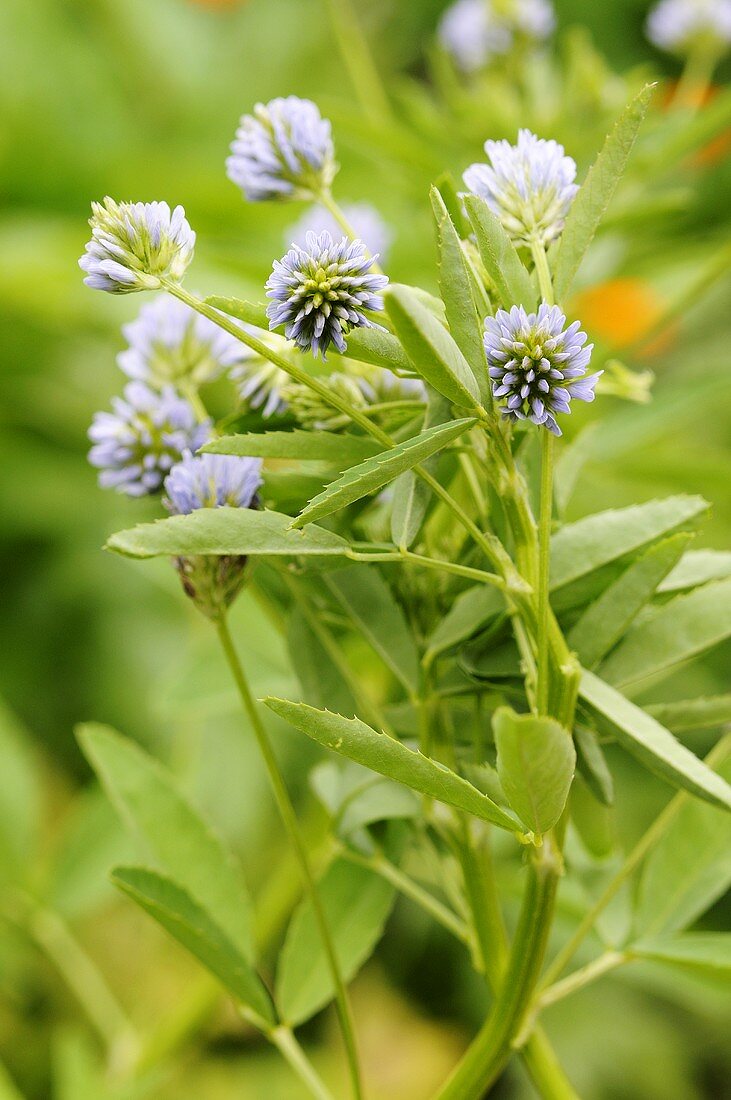 Schabzigerklee, auch Blauer Steinklee (Trigonella caerulea)