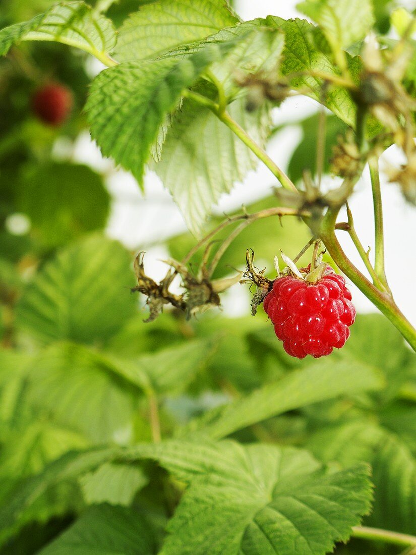 Himbeeren an der Pflanze