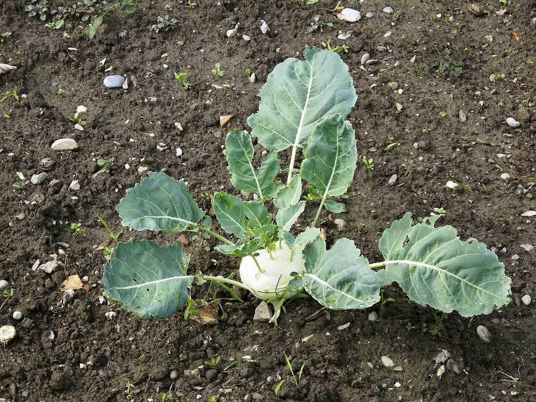 A kohlrabi in a vegetable patch