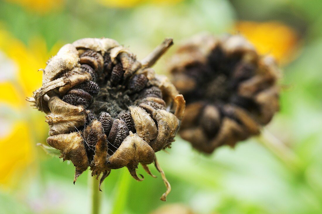 Marigold seeds (calendula officinalis)