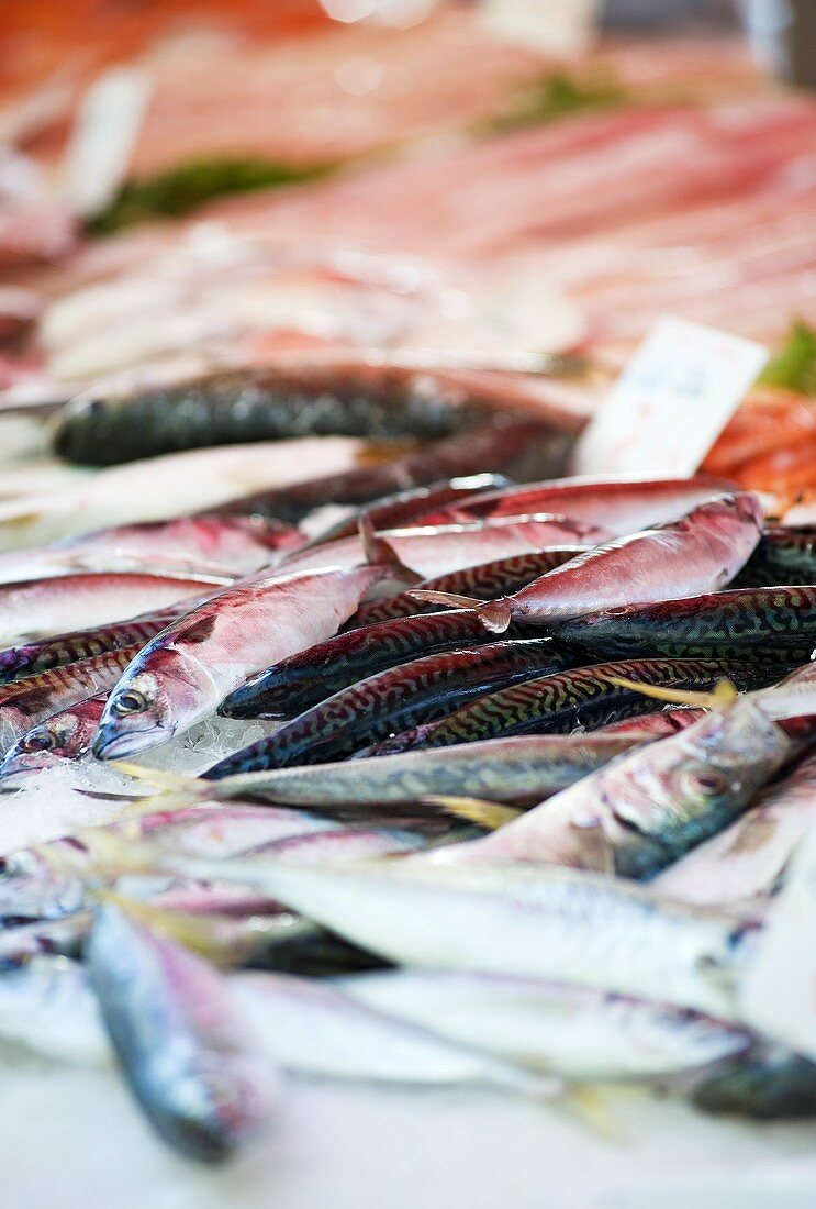 Frische Makrelen auf dem Fischmarkt (Nizza, Frankreich)