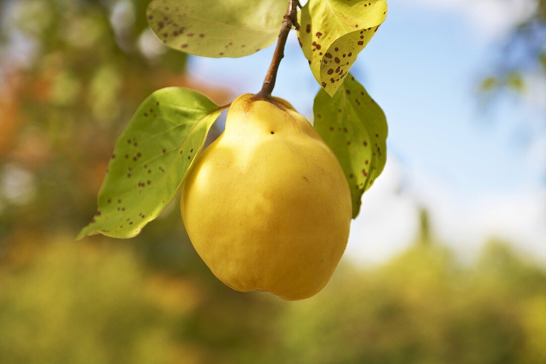 A quince on the tree