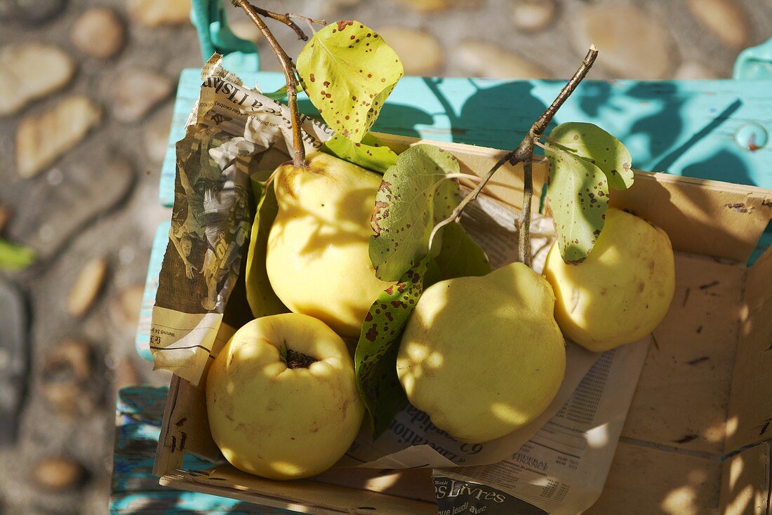 Quinces on a newspaper in a crate