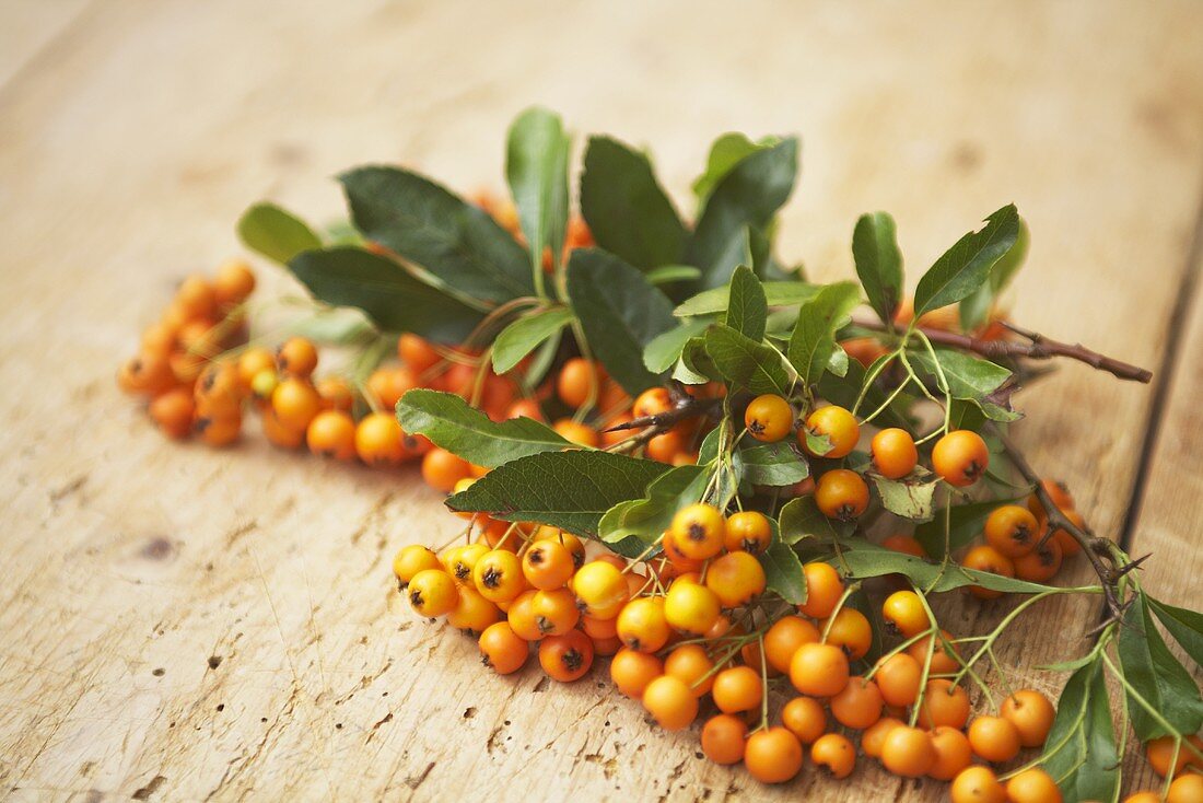 Sanddornbeeren mit Blättern auf Holzuntergrund