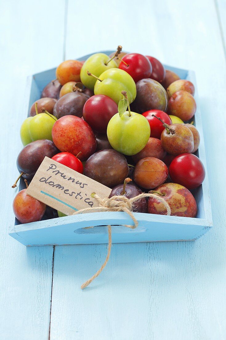 Various types of plums on a wooden tray