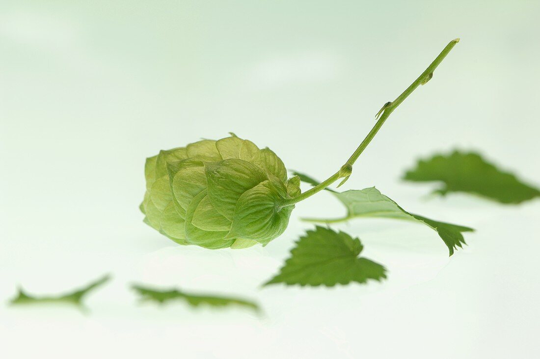 Hops shoots and leaves