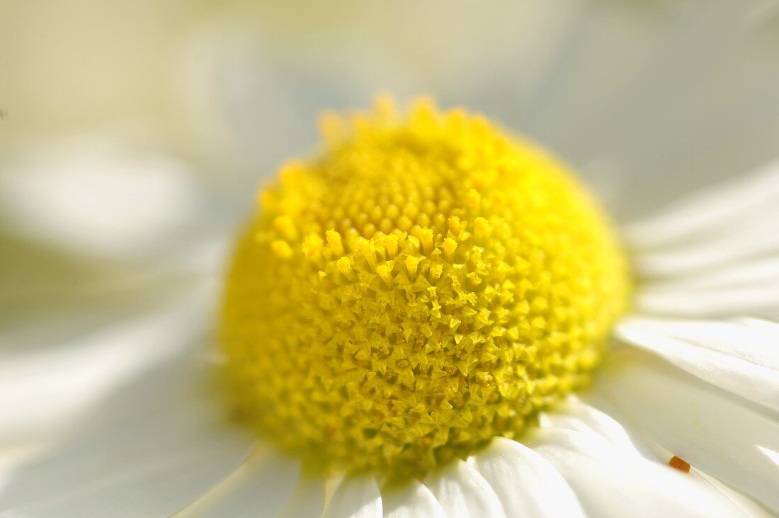 Camomile flowers (detail)