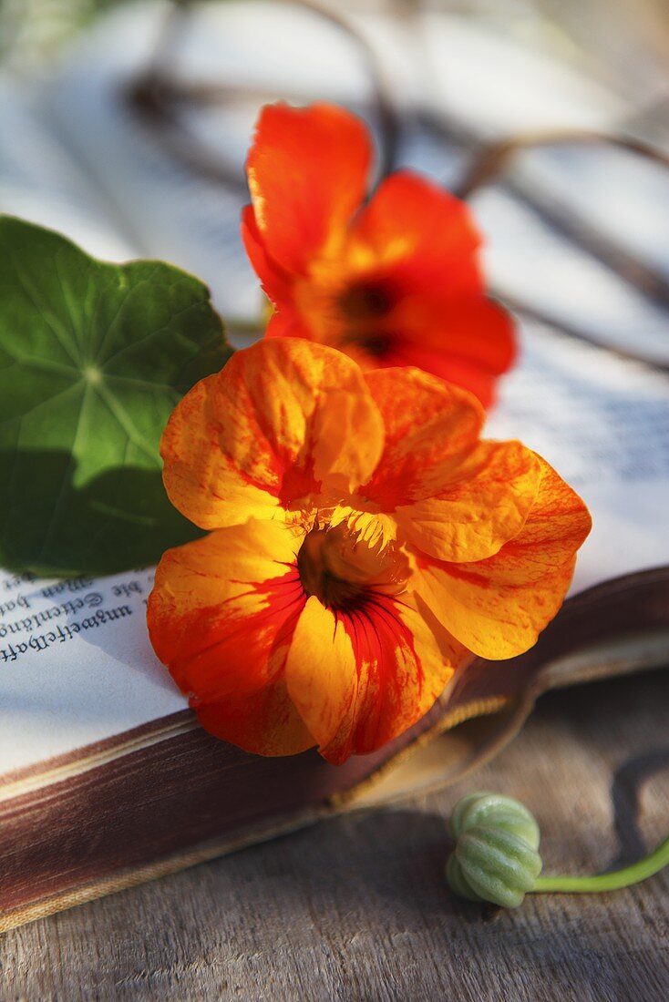 Kapuzinerkresseblüten auf Buch