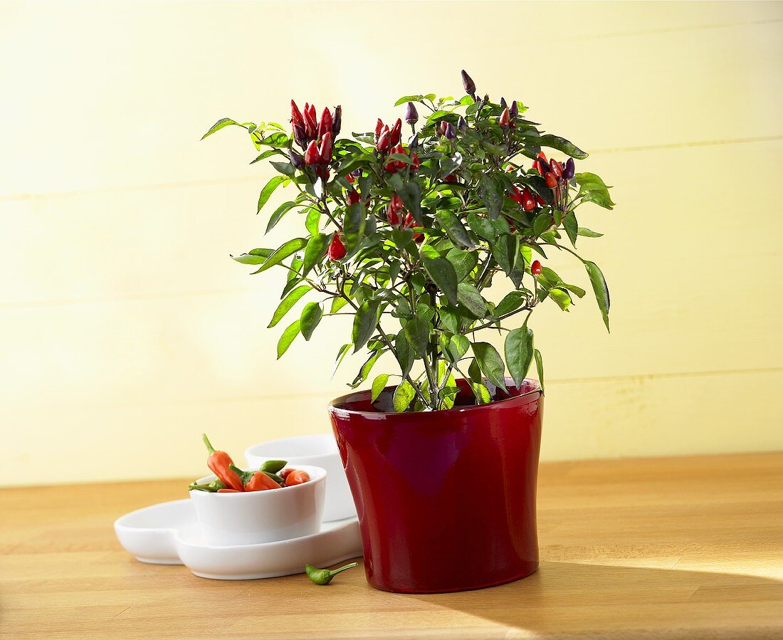 Chilipflanze im Blumentopf