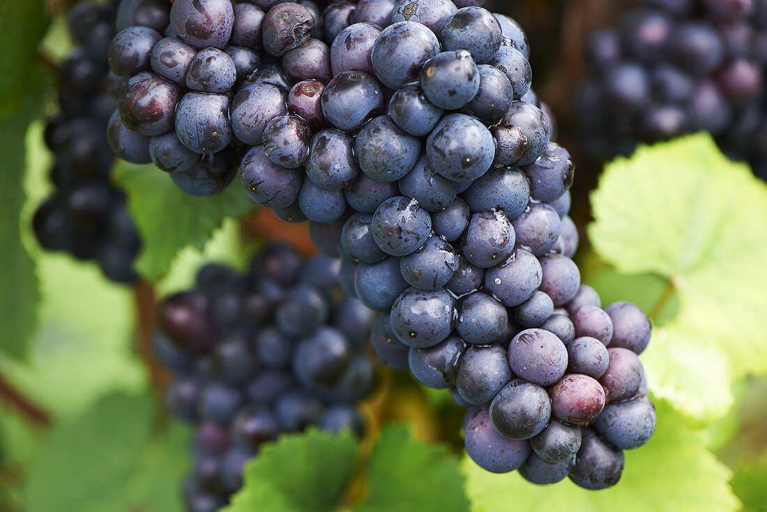 Pinot noir grapes on a vine