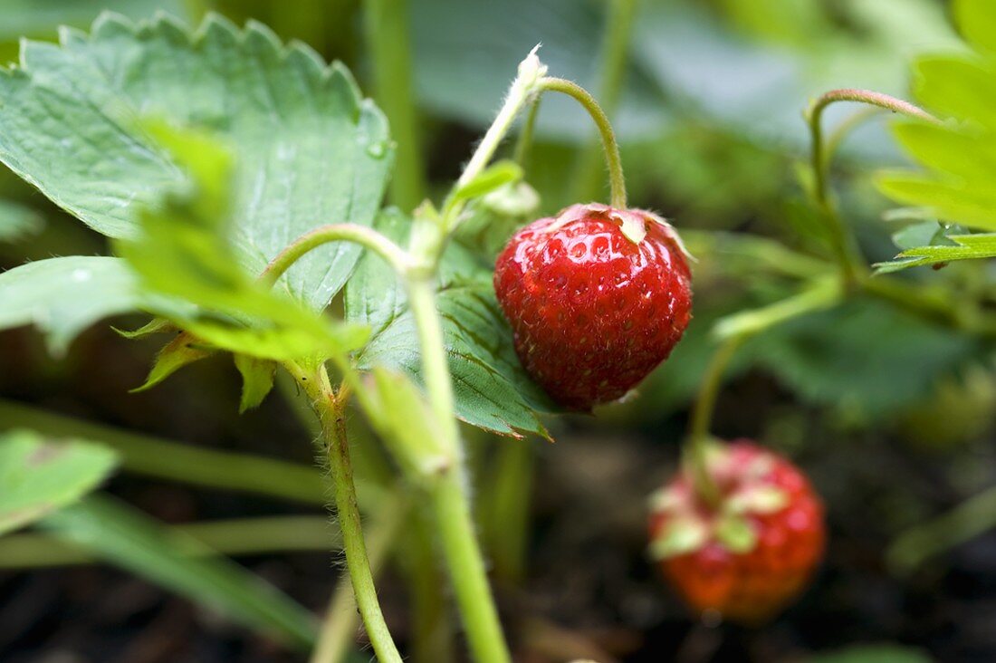 Frische Erdbeeren an der Pflanze