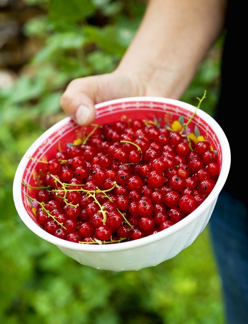 Hand holding a bowl of redcurrants