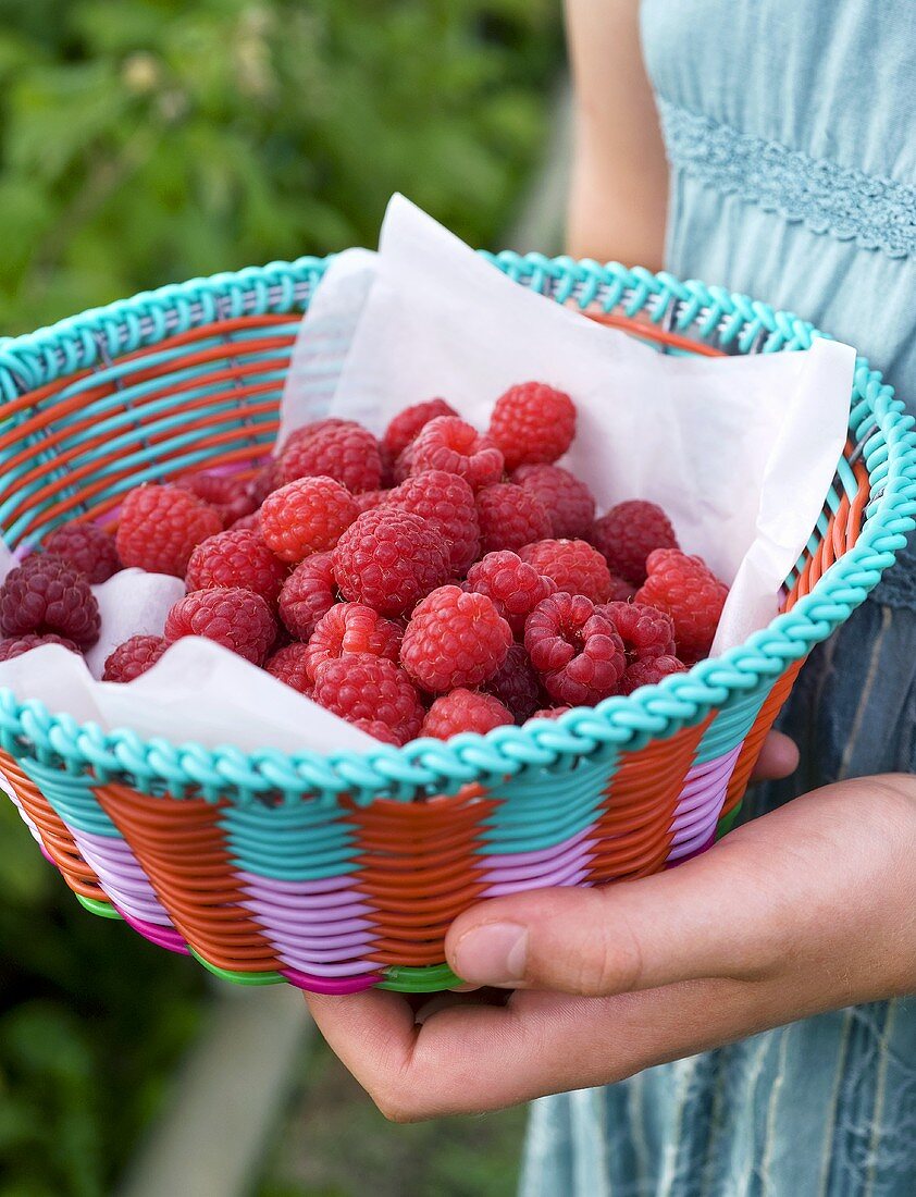 Körbchen mit frischen Himbeeren