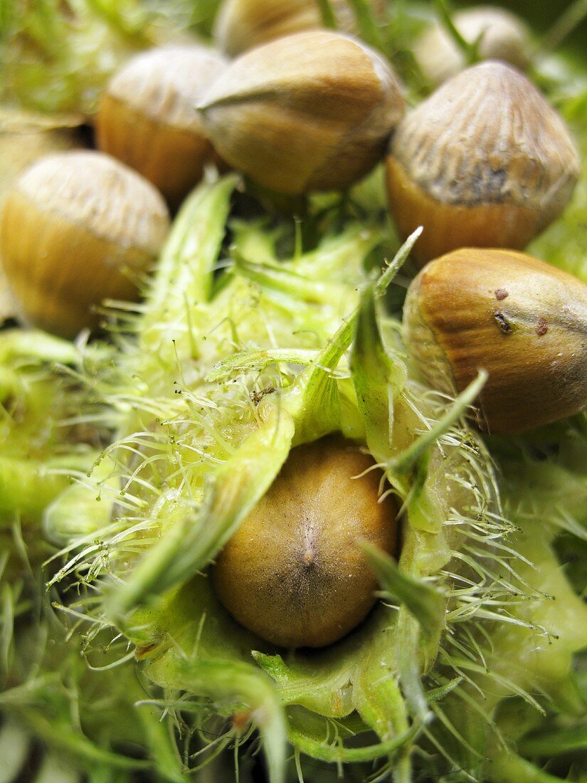 Whole hazelnuts (close-up)