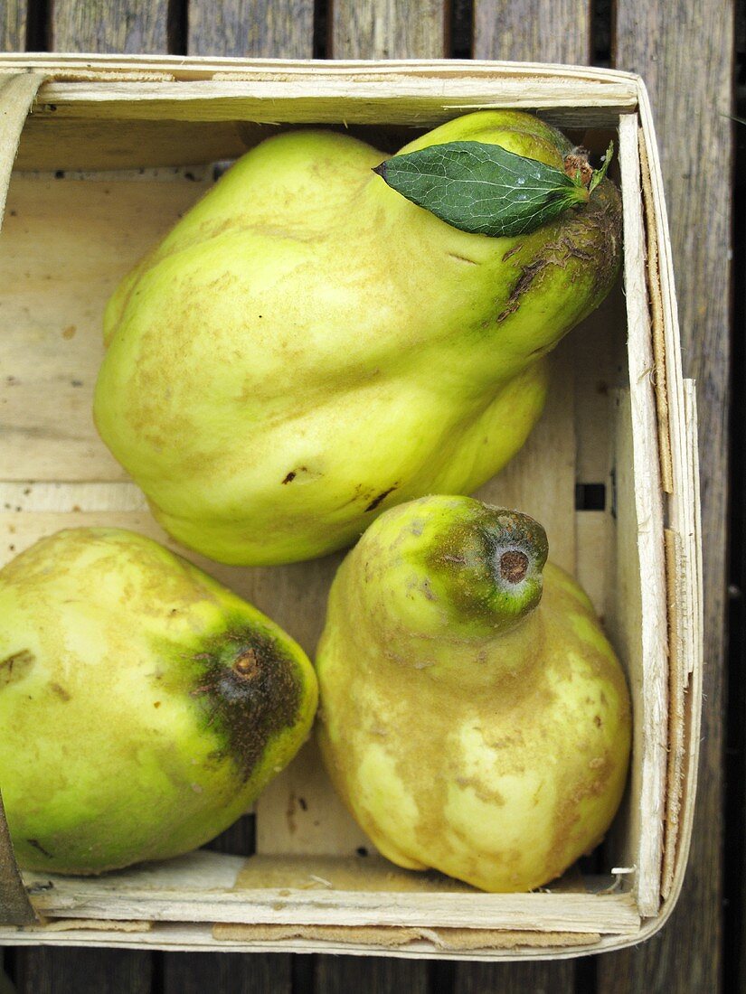 Three quinces in a wooden basket