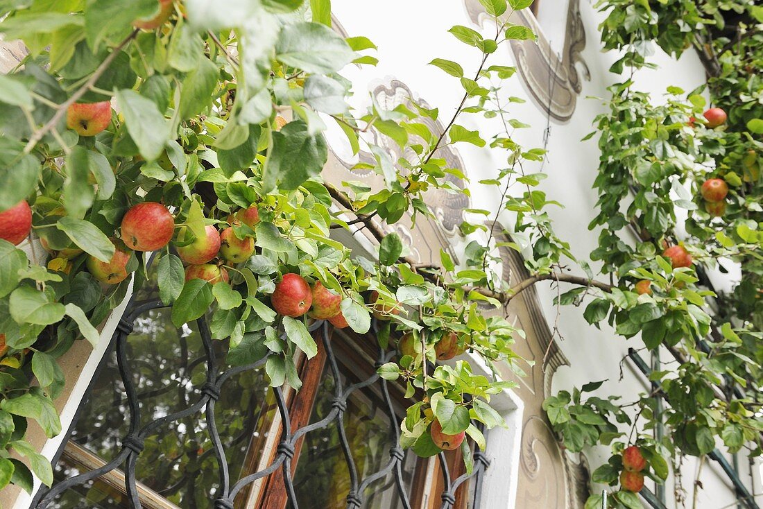 An apple tree (espalier) growing on the wall of a house