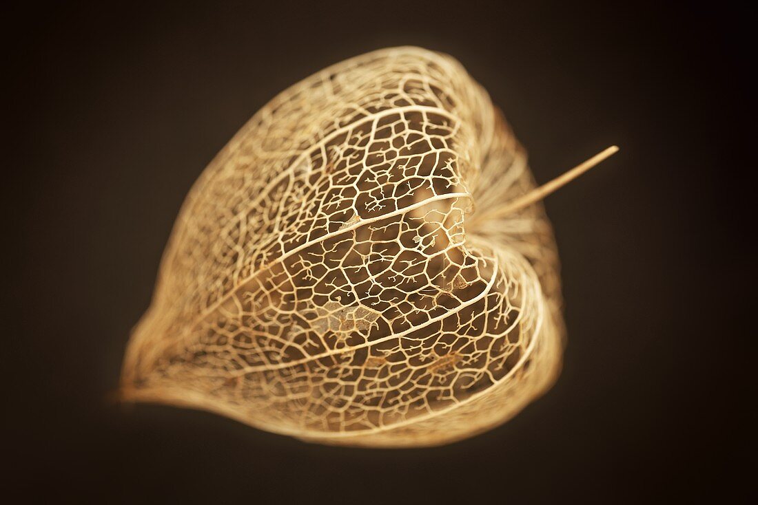 Physalis mit Hülle