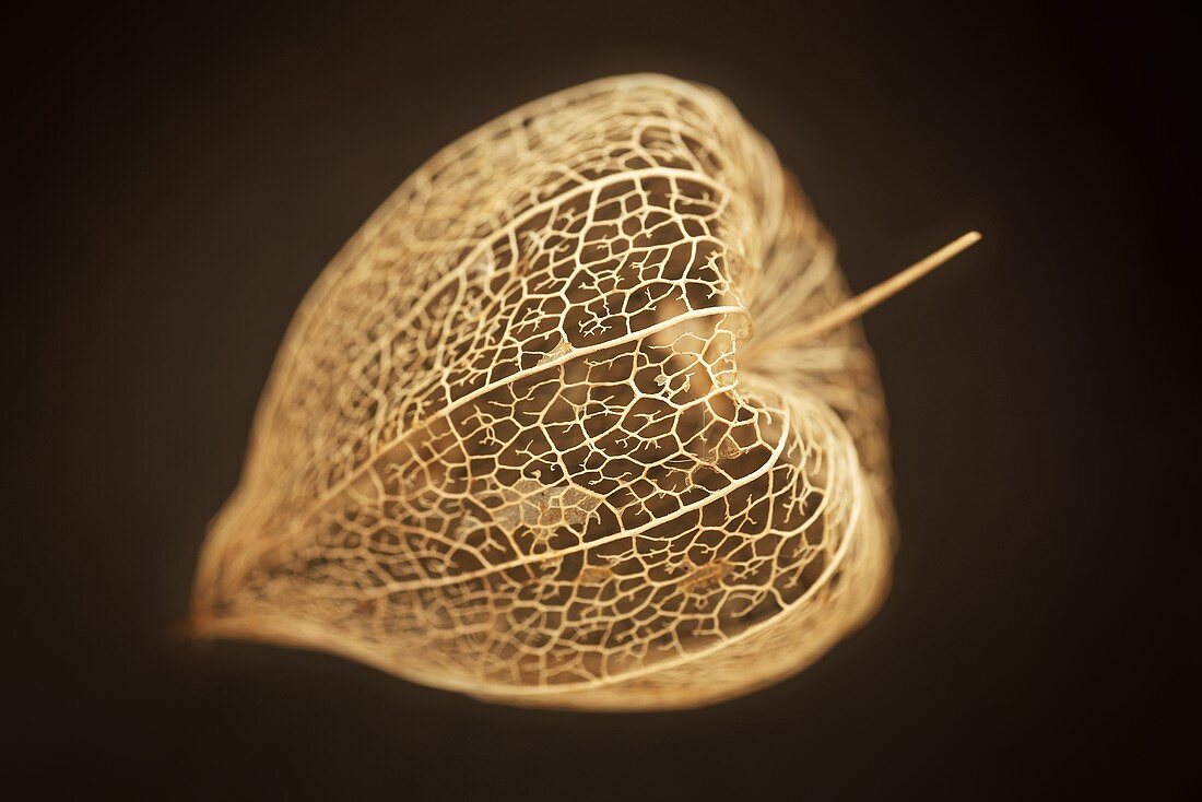 Physalis with husks