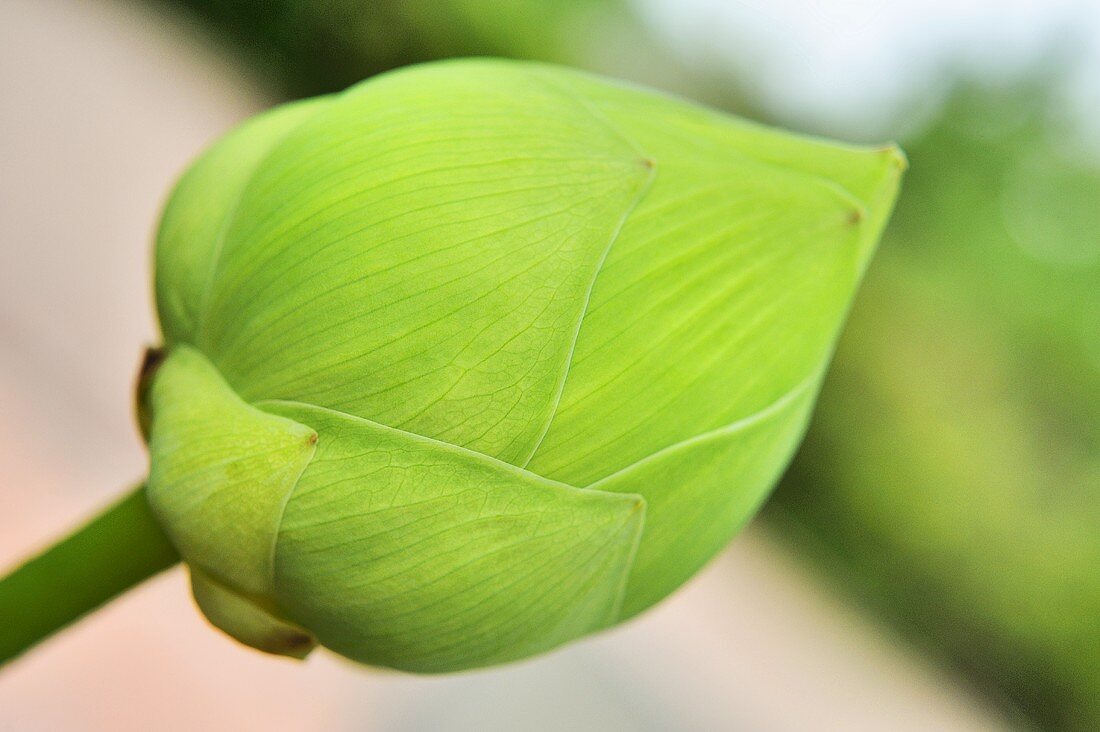 A lotus bud