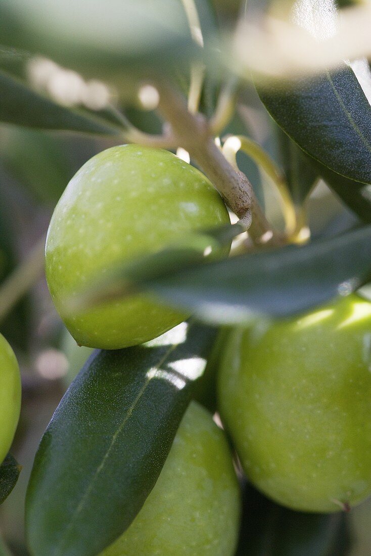 Grüne Oliven am Zweig (Nahaufnahme)