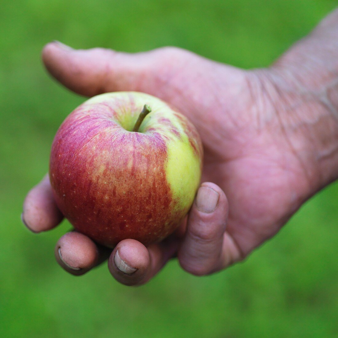 Hands holding an apple