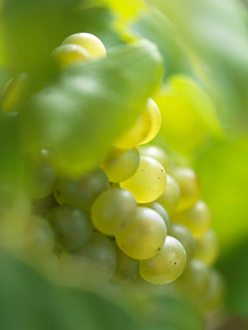 Chardonnay-Trauben am Rebstock