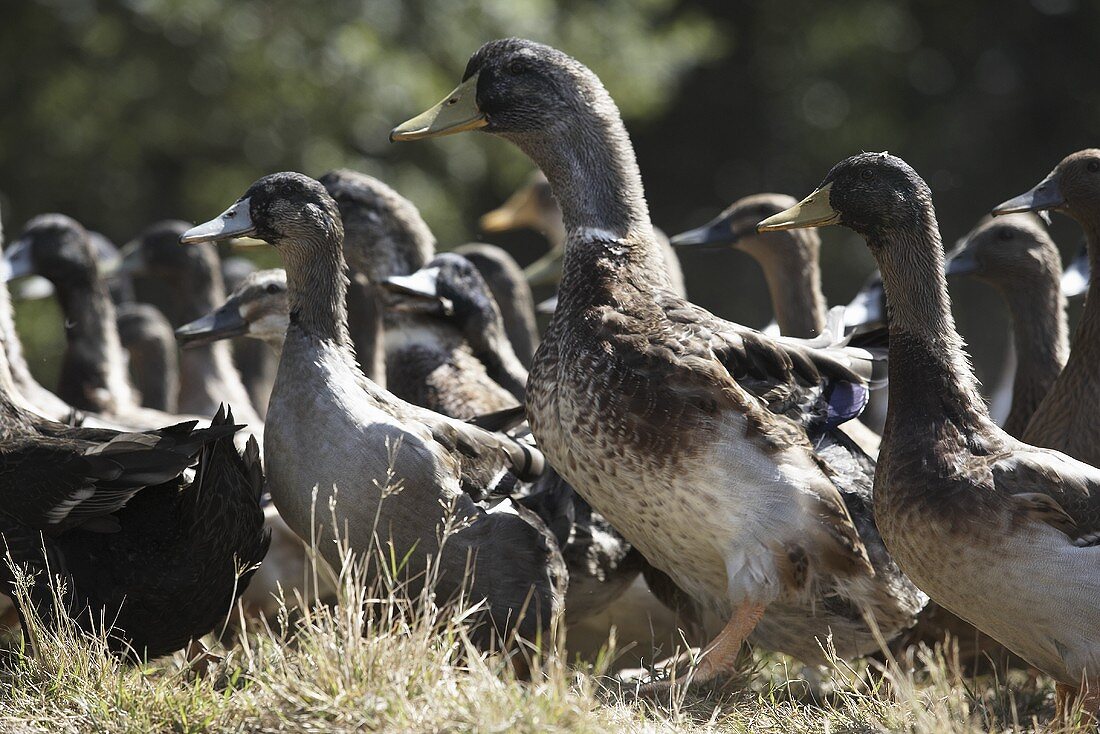 Ducks from Duclair (Normandy)