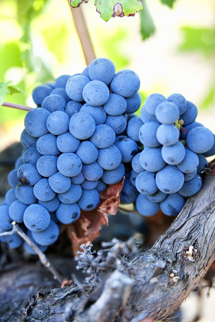 Red wine grapes in Provence