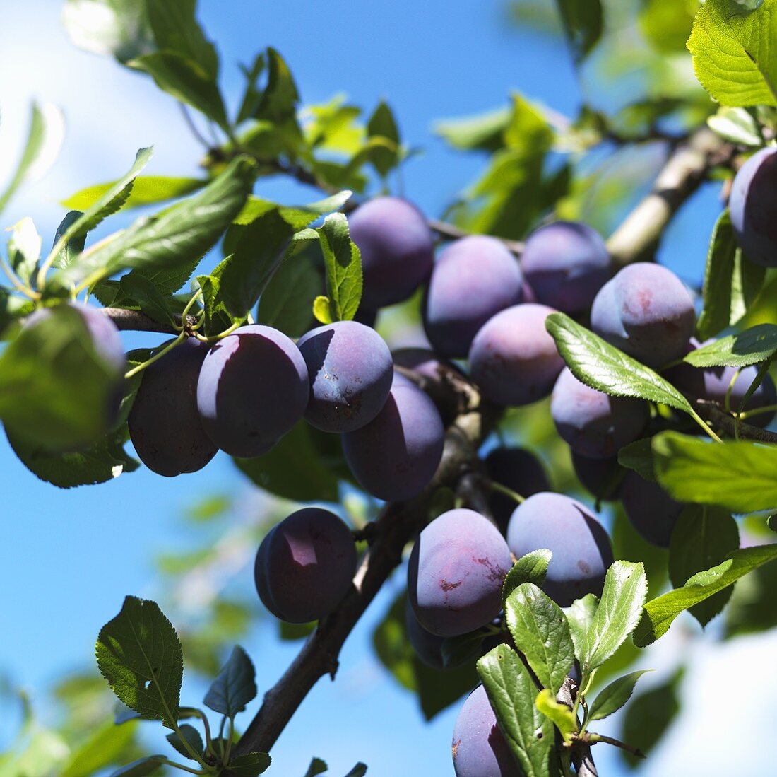 Plums on the Tree