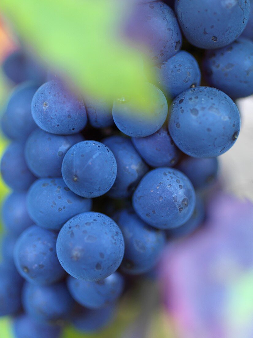 Red wine grapes (pinot noir)