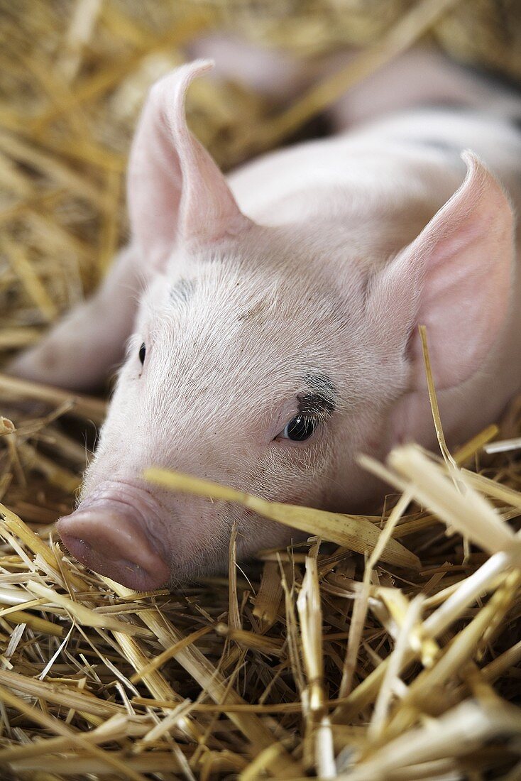 A piglet in straw (close-up)