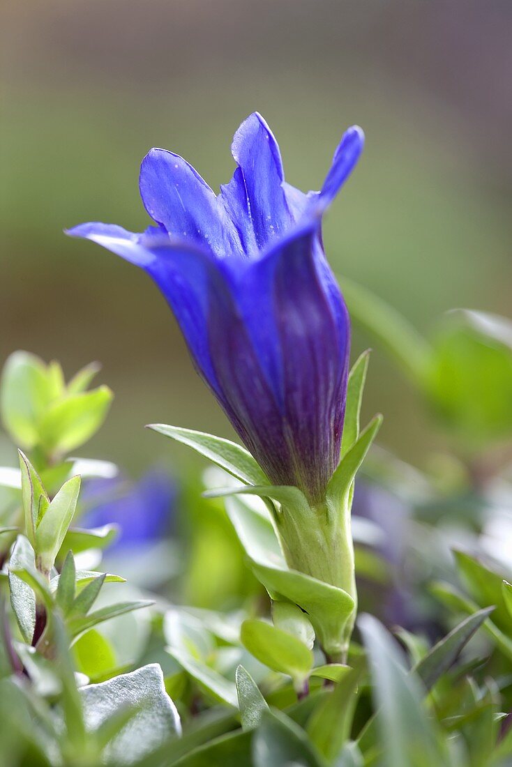 Gentian