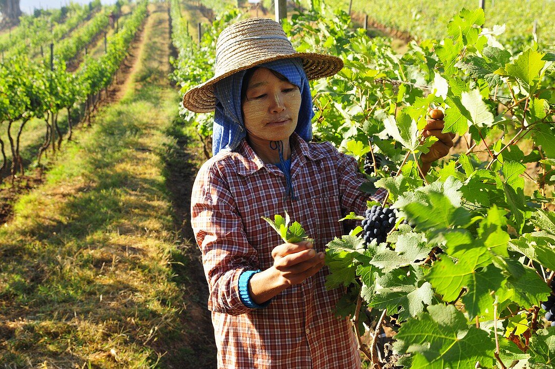 A worker in an oriental vineyard