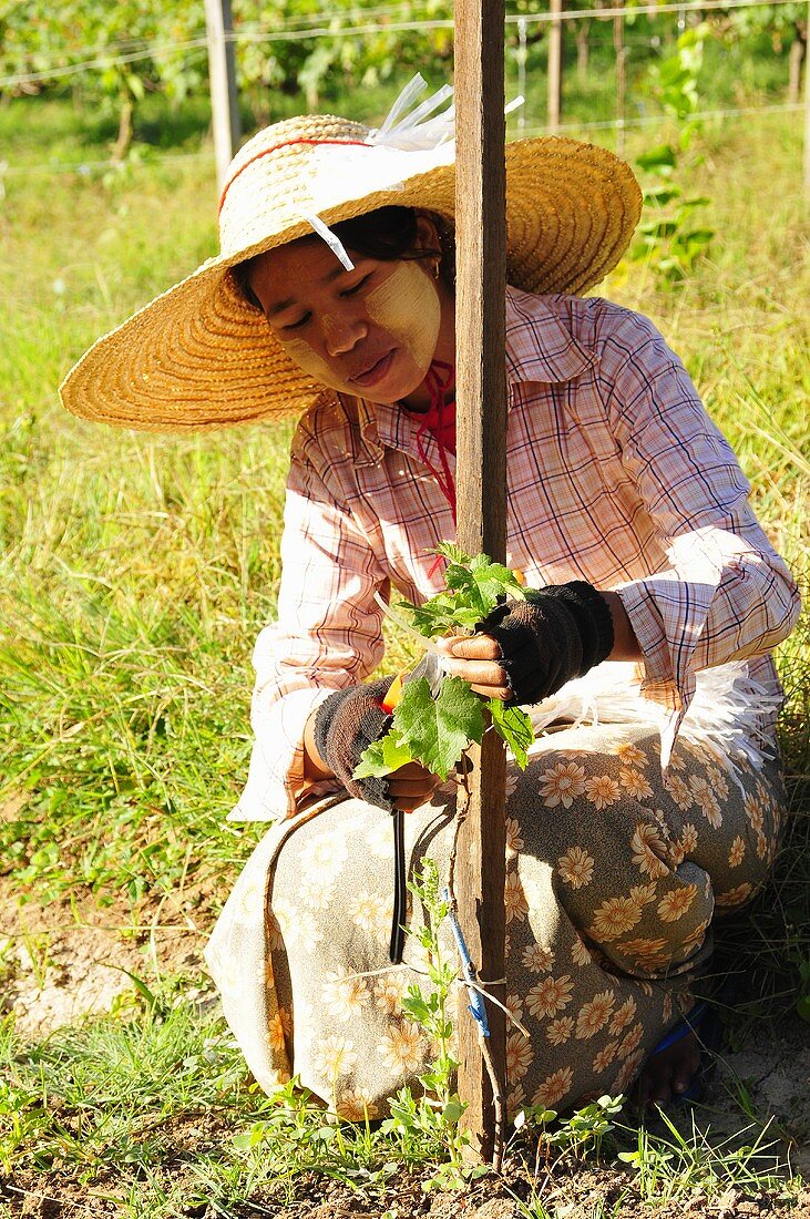 A worker tying a vine in an oriental vineyard