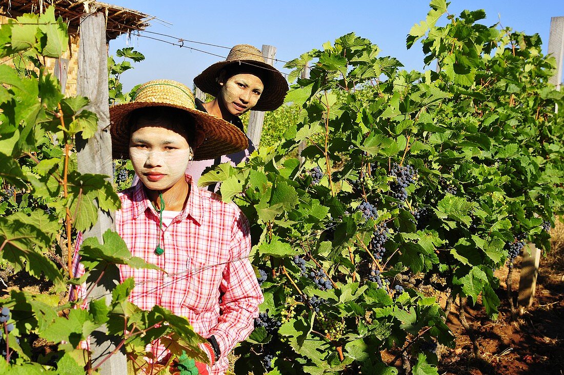Young workers in an oriental vineyard