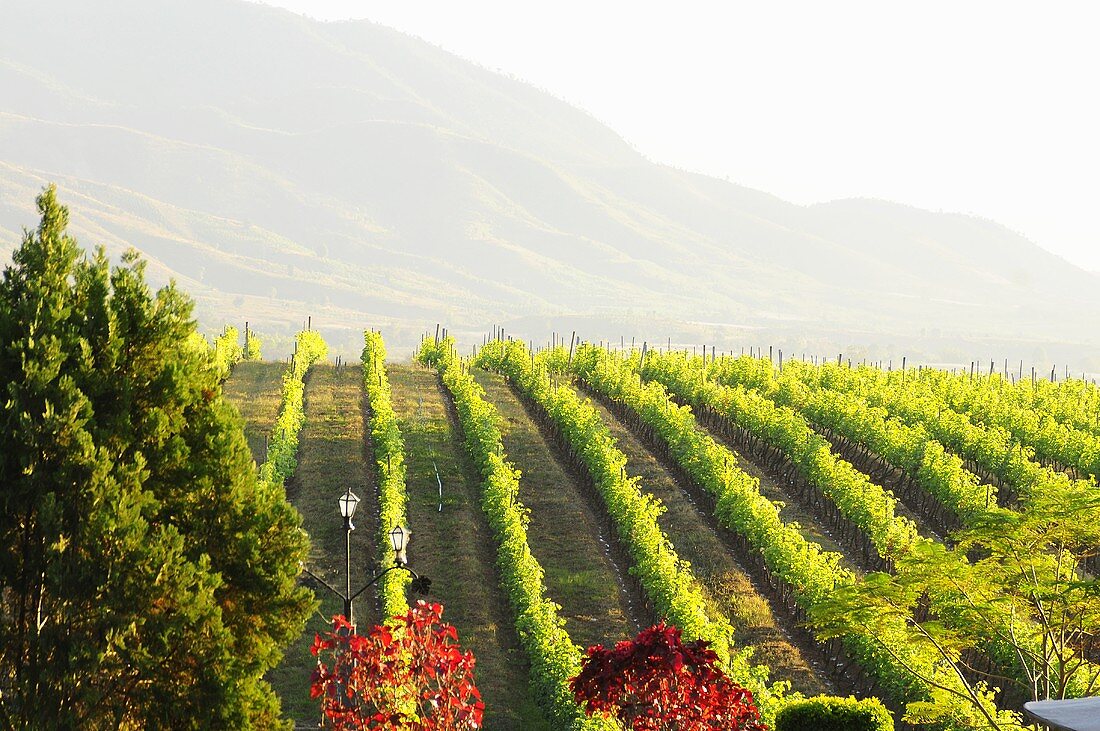 A view over a vineyard in Asia