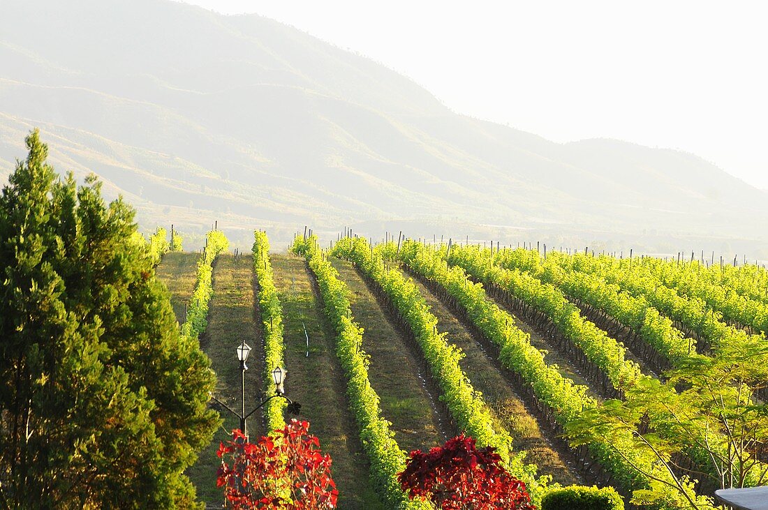 Ausblick über Weingut in Asien