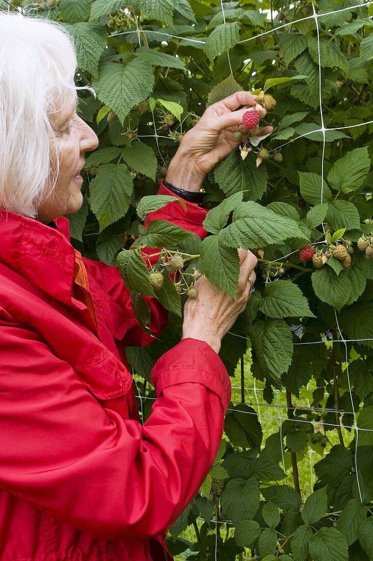 Frau pflückt Himbeeren vom Strauch