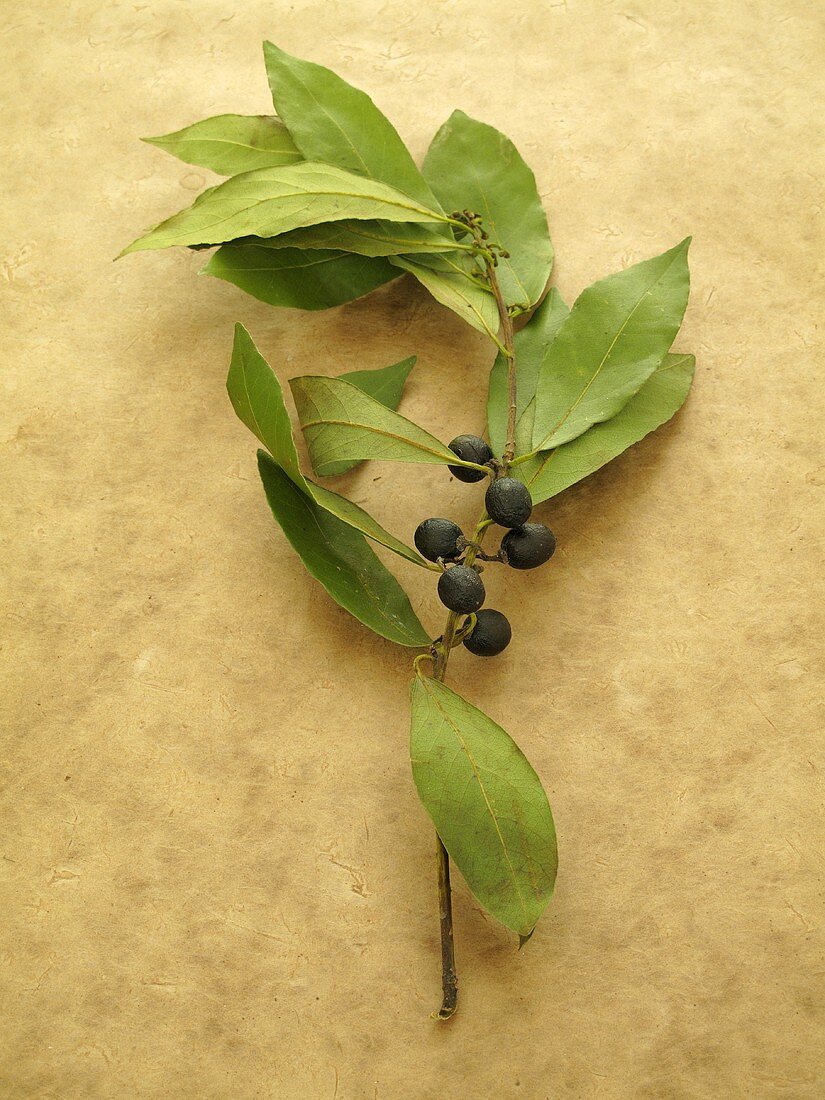 A bay leaf with berries