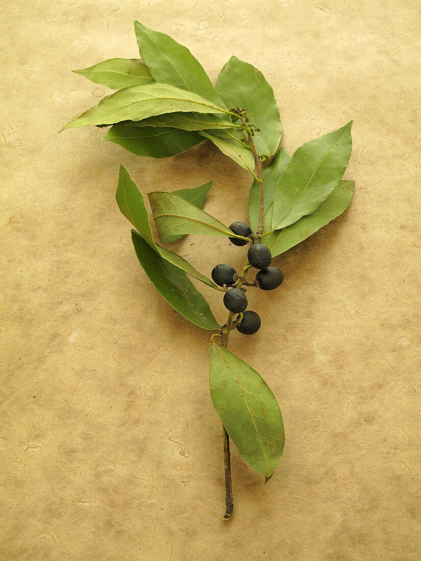 Lorbeerzweig mit Beeren