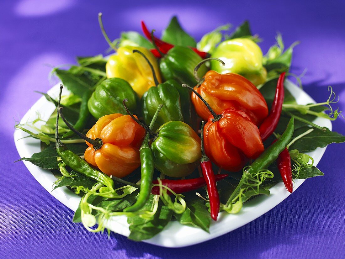 Various fresh chilli peppers on a plate