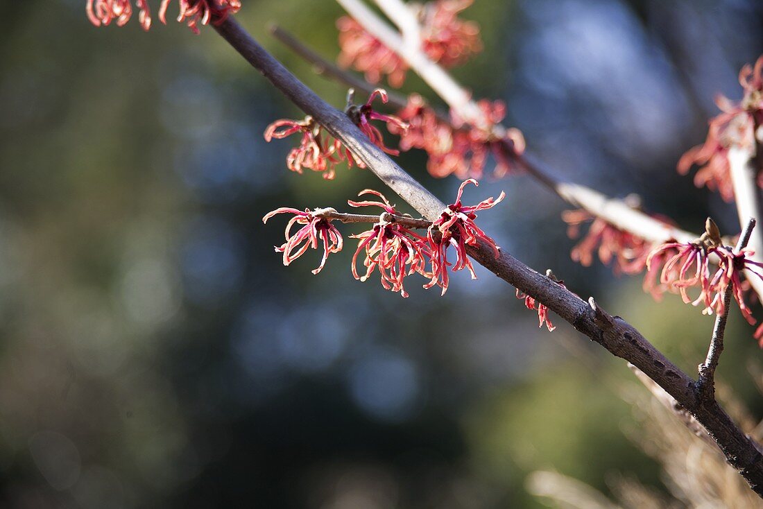 Witch-hazel, branch with flowers