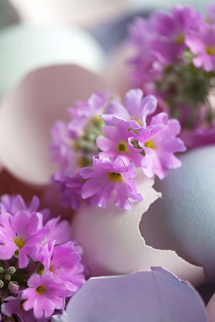 Coloured egg shells with lilac primroses