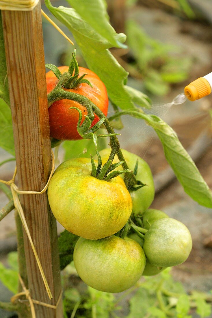 Tomaten an der Pflanze mit Wasser besprühen