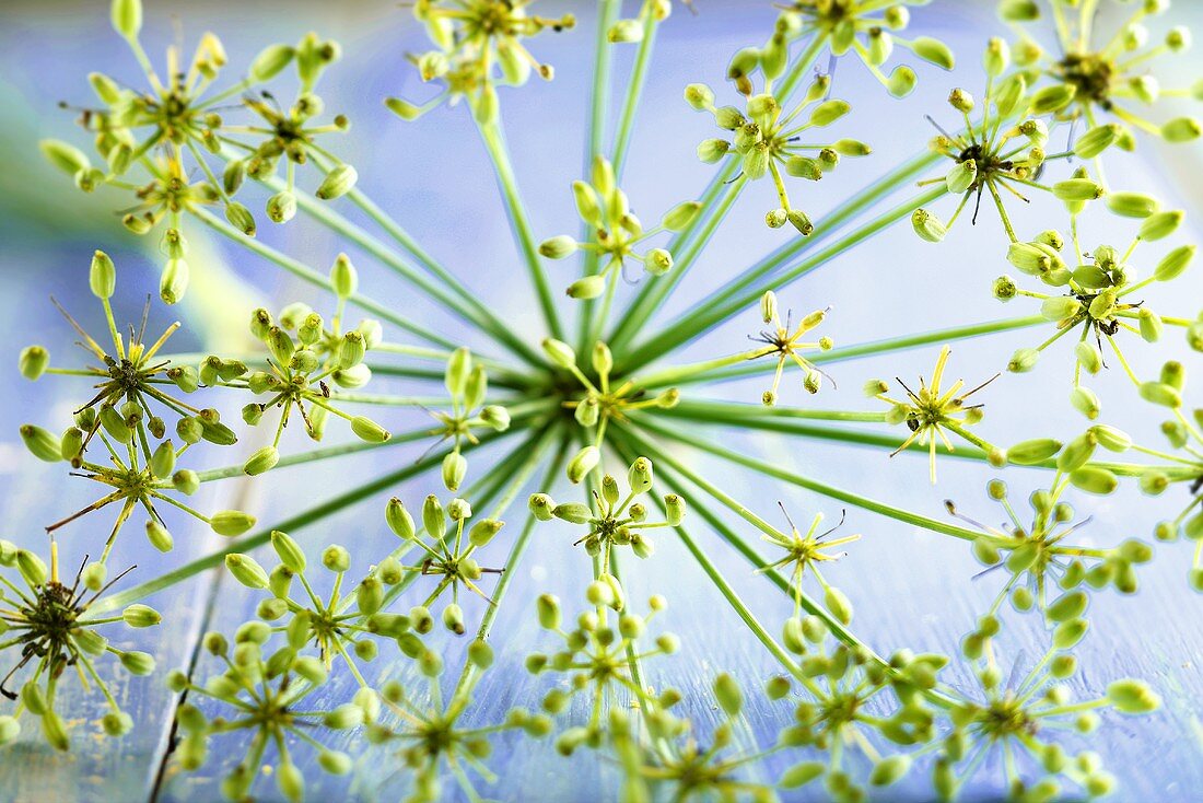 Dill flowers